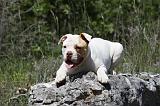 BOULEDOGUE AMERICAIN 035
